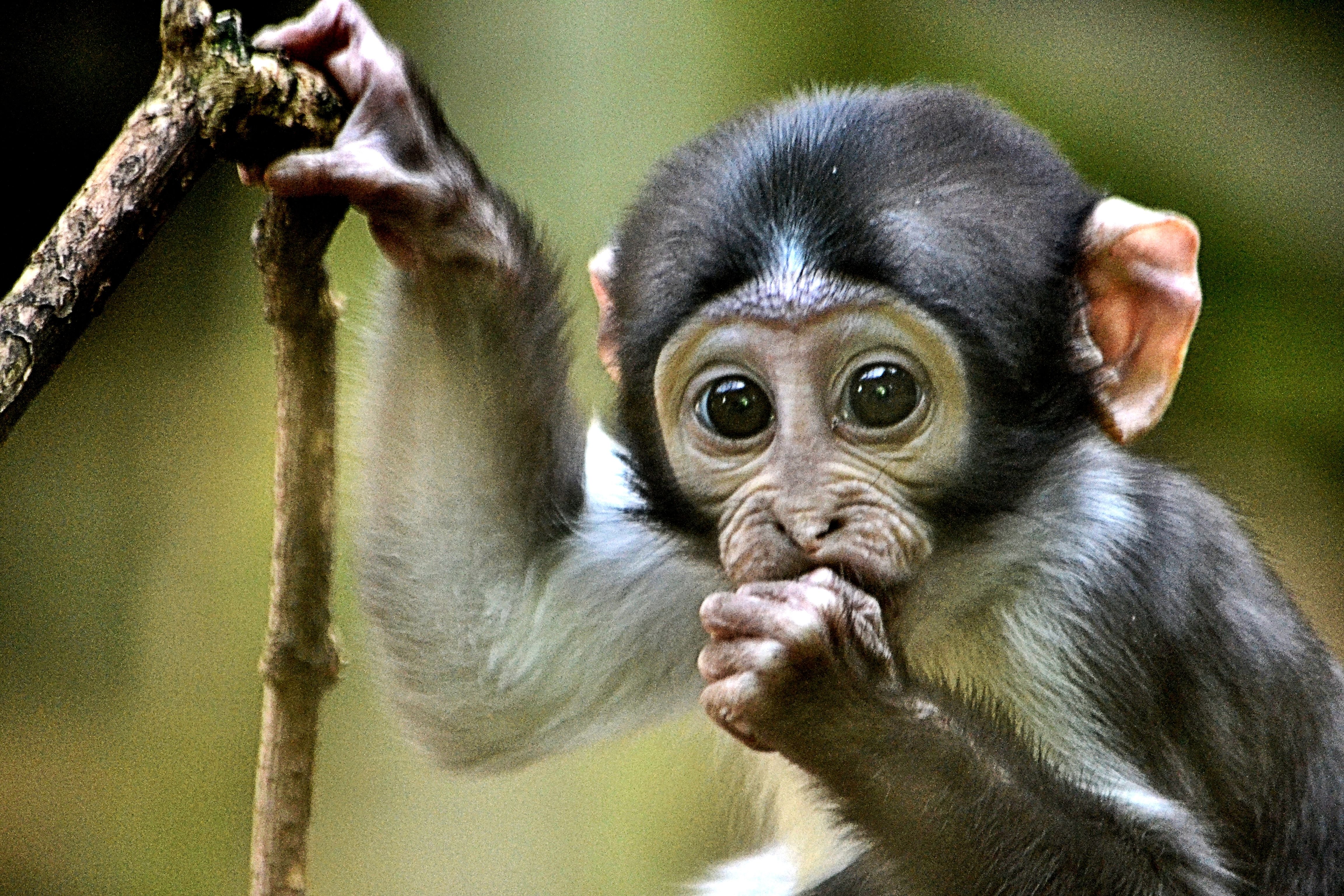 Aapies uit Blijdorp ! – Diruam producties